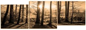 Obraz na plátně - Podzimní ráno v lese - panoráma 5251FE (150x50 cm)