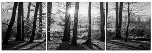 Obraz na plátně - Podzimní ráno v lese - panoráma 5251QC (90x30 cm)