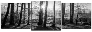 Obraz na plátně - Podzimní ráno v lese - panoráma 5251QD (150x50 cm)