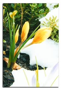 Obraz na plátně - Časné jarní květiny - obdélník 7242A (90x60 cm )