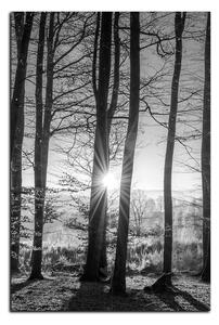 Obraz na plátně - Podzimní ráno v lese - obdélník 7251QA (100x70 cm)