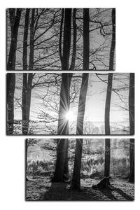 Obraz na plátně - Podzimní ráno v lese - obdélník 7251QD (90x60 cm)