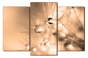Obraz na plátně - Dandelion z kapkami rosy 1262FC (90x60 cm)