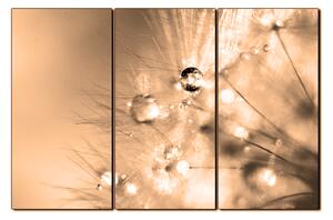 Obraz na plátně - Dandelion z kapkami rosy 1262FB (90x60 cm )