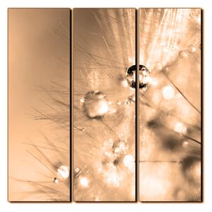 Obraz na plátně - Dandelion z kapkami rosy- čtverec 3262FB (75x75 cm)