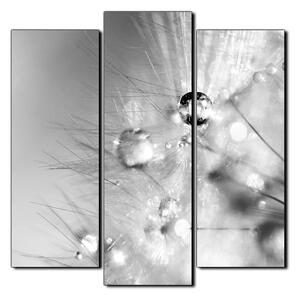 Obraz na plátně - Dandelion z kapkami rosy- čtverec 3262QC (75x75 cm)