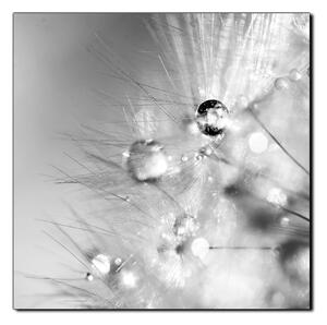 Obraz na plátně - Dandelion z kapkami rosy- čtverec 3262QA (50x50 cm)