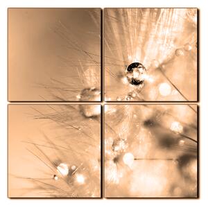 Obraz na plátně - Dandelion z kapkami rosy- čtverec 3262FE (60x60 cm)