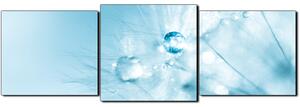 Obraz na plátně - Dandelion z kapkami rosy- panoráma 5262D (150x50 cm)