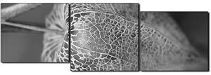 Obraz na plátně - Lucerna z physalisu- panoráma 5261QE (150x50 cm)