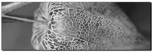 Obraz na plátně - Lucerna z physalisu- panoráma 5261QA (105x35 cm)