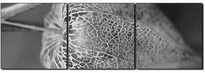 Obraz na plátně - Lucerna z physalisu- panoráma 5261QB (150x50 cm)