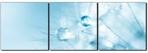 Obraz na plátně - Dandelion z kapkami rosy- panoráma 5262B (90x30 cm)