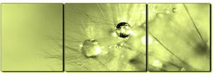 Obraz na plátně - Dandelion z kapkami rosy- panoráma 5262ZC (90x30 cm)