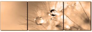 Obraz na plátně - Dandelion z kapkami rosy- panoráma 5262FC (150x50 cm)