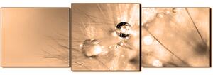 Obraz na plátně - Dandelion z kapkami rosy- panoráma 5262FD (90x30 cm)