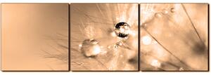 Obraz na plátně - Dandelion z kapkami rosy- panoráma 5262FB (90x30 cm)