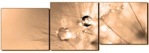 Obraz na plátně - Dandelion z kapkami rosy- panoráma 5262FE (90x30 cm)