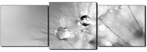 Obraz na plátně - Dandelion z kapkami rosy- panoráma 5262QD (90x30 cm)
