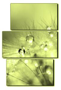 Obraz na plátně - Dandelion z kapkami rosy- obdélník 7262ZC (120x80 cm)