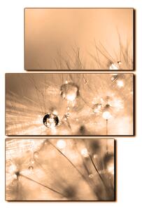 Obraz na plátně - Dandelion z kapkami rosy- obdélník 7262FD (120x80 cm)