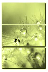 Obraz na plátně - Dandelion z kapkami rosy- obdélník 7262ZB (90x60 cm )