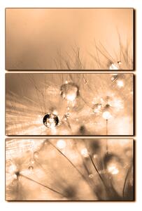 Obraz na plátně - Dandelion z kapkami rosy- obdélník 7262FB (90x60 cm )
