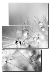 Obraz na plátně - Dandelion z kapkami rosy- obdélník 7262QD (105x70 cm)