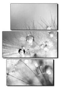 Obraz na plátně - Dandelion z kapkami rosy- obdélník 7262QC (120x80 cm)