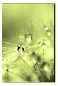 Obraz na plátně - Dandelion z kapkami rosy- obdélník 7262ZA (100x70 cm)