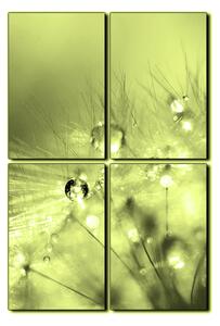 Obraz na plátně - Dandelion z kapkami rosy- obdélník 7262ZE (120x80 cm)
