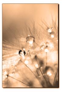 Obraz na plátně - Dandelion z kapkami rosy- obdélník 7262FA (100x70 cm)