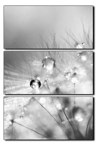 Obraz na plátně - Dandelion z kapkami rosy- obdélník 7262QB (90x60 cm )