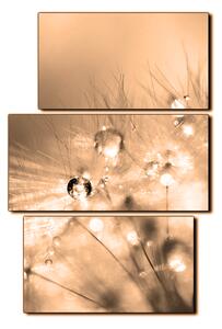 Obraz na plátně - Dandelion z kapkami rosy- obdélník 7262FC (105x70 cm)