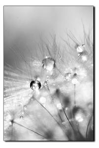 Obraz na plátně - Dandelion z kapkami rosy- obdélník 7262QA (60x40 cm)
