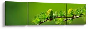 Obraz zelené šišky (170x50 cm)