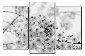 Obraz na plátně - Třešňový květ 1279QC (150x100 cm)
