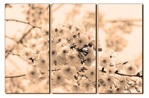 Obraz na plátně - Třešňový květ 1279FB (90x60 cm )