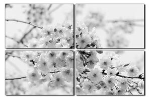 Obraz na plátně - Třešňový květ 1279QE (90x60 cm)