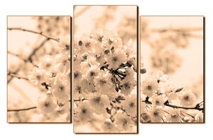 Obraz na plátně - Třešňový květ 1279FC (120x80 cm)