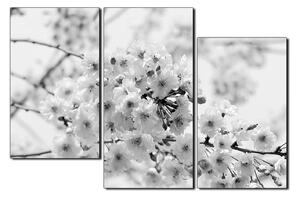 Obraz na plátně - Třešňový květ 1279QD (150x100 cm)