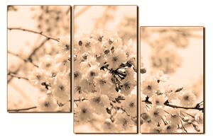 Obraz na plátně - Třešňový květ 1279FD (150x100 cm)