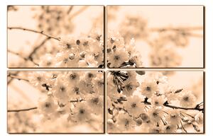 Obraz na plátně - Třešňový květ 1279FE (150x100 cm)