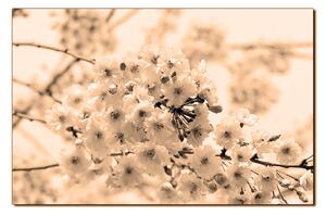 Obraz na plátně - Třešňový květ 1279FA (100x70 cm)