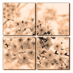 Obraz na plátně - Třešňový květ - čtverec 3279FE (60x60 cm)