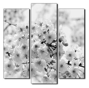 Obraz na plátně - Třešňový květ - čtverec 3279QC (75x75 cm)