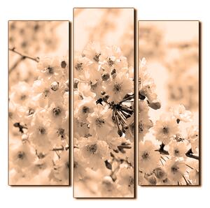 Obraz na plátně - Třešňový květ - čtverec 3279FC (75x75 cm)