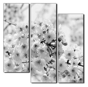 Obraz na plátně - Třešňový květ - čtverec 3279QD (75x75 cm)