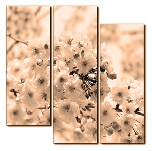 Obraz na plátně - Třešňový květ - čtverec 3279FD (75x75 cm)