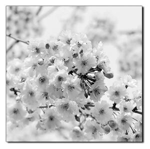 Obraz na plátně - Třešňový květ - čtverec 3279QA (50x50 cm)